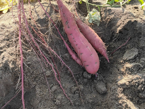 鳥取砂丘“ねっとり甘い”紅はるか 1.5kg