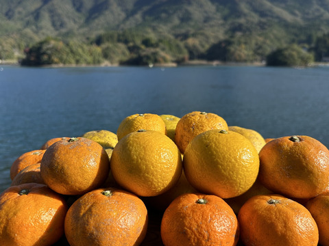 天草の宝石箱！栽培期間中農薬不使用 5種の柑橘セット　箱込み4kg　（白川、河内晩柑、ゆず、甘夏、スイートスプリング）