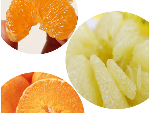 【期間限定】文旦✖️甘平=香り豊かなプリッと食感！・濃厚な甘味はじけるプチプチ食感！家庭用3kg