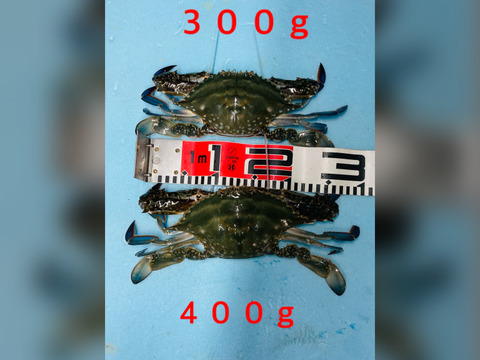 訳あり 活け渡り蟹 特大メス800-850g 1匹：千葉県産のワタリガニ