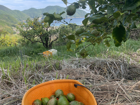 香酸柑橘6種食べ比べSET