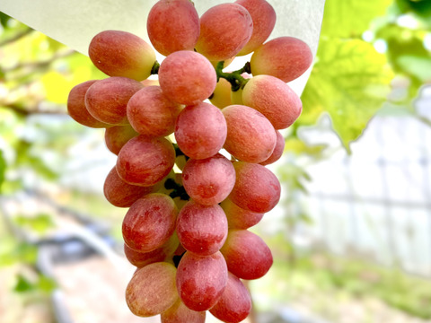 【おすすめ】太陽の恵みたっぷりサニードルチェ厳選1房