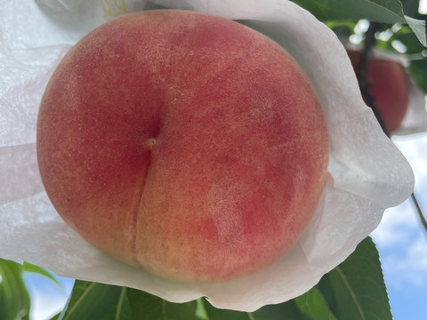 【もも】🍑玉うさぎ 3キロ🍑【かわいい名前】【🐇】【ほどよく固く口当たりまろやか】