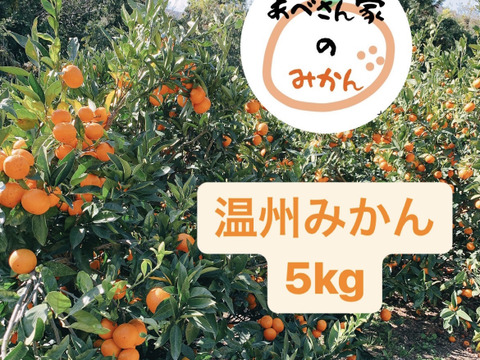 温州みかん 5kg 家庭用