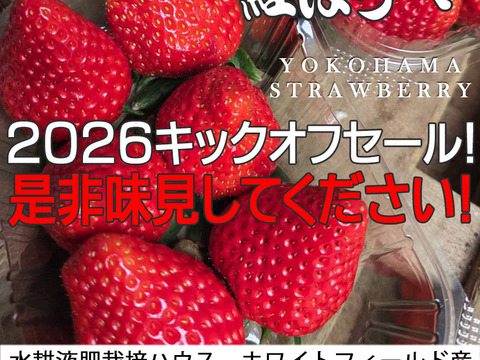 【2026キックオフセール】べにほっぺ30ｇ以上の大粒をたっぷり500g【通常便】