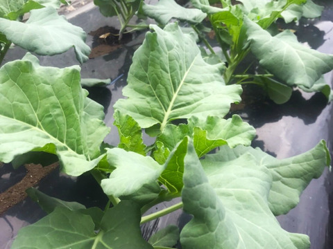 農薬不使用！ケール1kg（コラードタイプ）