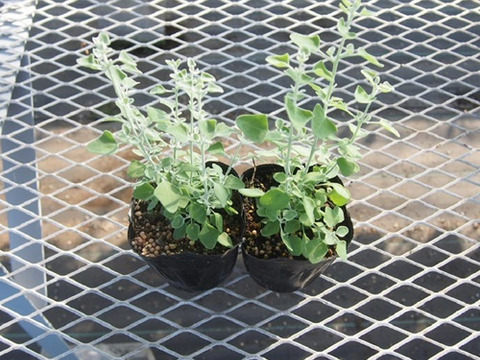 2個セット ラゴディア ハスタータ （ホワイトソルトブッシュ） カラーリーフ 常緑低木