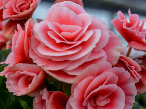 【多くの受賞歴】アンティーク調の覆輪の花、人気品種です。エラチオールベゴニア【ボリアス】５寸