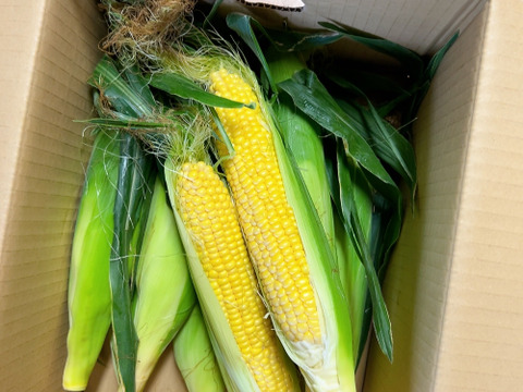 【ご家庭用・訳あり奉仕品】おおもの3kg　糖度20度前後にもなる激甘スーパースイートコーン！！【北海道・本州・四国・九州限定】