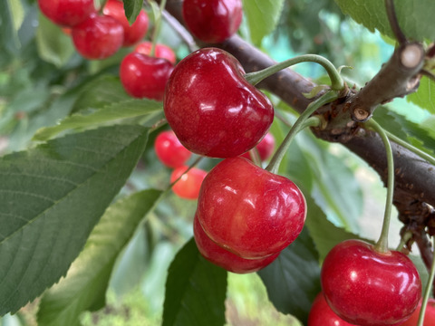 ⭐︎27日まで⭐︎【紅秀峰】1キロ🍒【Ｌサイズ以上】【お中元にもどうぞ】【さくらんぼ】