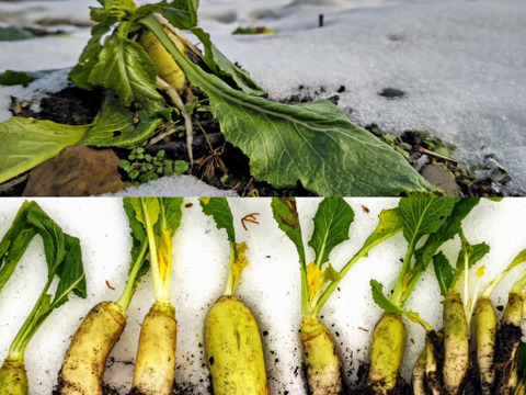 雪国里山の暖冬7点セット