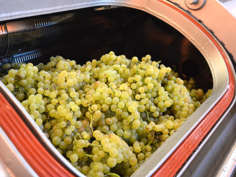 CHARDONNAY（シャルドネ） 2024