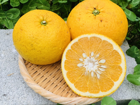 [自然栽培]サンフルーツ(5kg)栽培期間中農薬不使用、肥料不使用