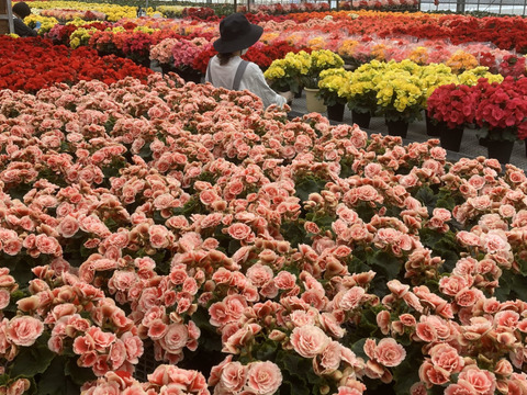 【多くの受賞歴】人気品種のミドルサイズ。覆輪の花の魅力がお手軽に楽しめます。エラチオールベゴニア【ボリアス】4.5寸