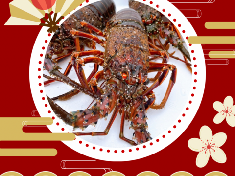 年末年始ギフト｜長崎五島赤島産・活伊勢エビ2〜3匹入り（約1kg）活きたままの伊勢海老を直送【お歳暮・お祝い】五島列島産イセエビ