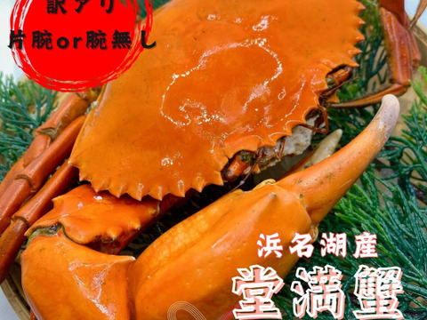 訳アリ【浜名湖産】茹で堂満蟹(ノコギリガザミ)　小サイズ1杯約300～400ℊ