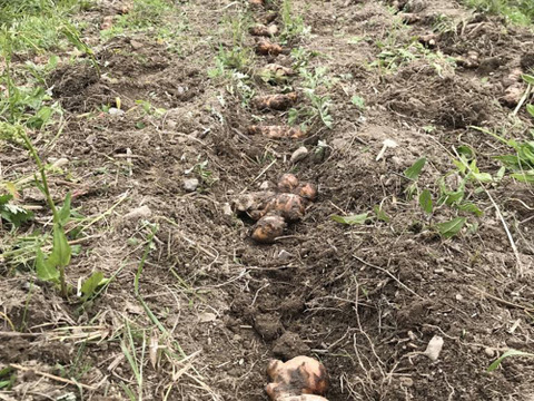 香辛温活！乾燥生姜無選別20g　常温長期保存可能