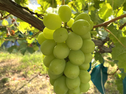 不揃い 完熟シャインマスカット 3~4房1.5kg