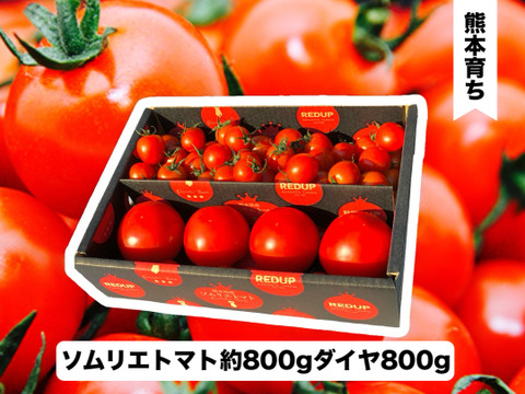 予約1月下旬から順次発送【特別栽培農産物の取得】ソムリエトマト約800gとソムリエミニトマト　ダイヤ800gのセット