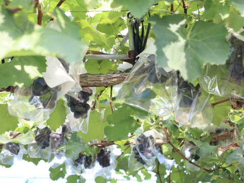 【ぶどうの美味しさギュッと♪】甘さが凝縮！ぶどうジャム（泉州ぶどう）