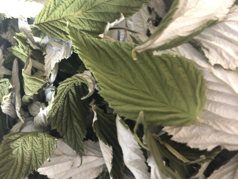 2025新茶！函館産ラズベリーリーフティー（たっぷり日常使い大袋）