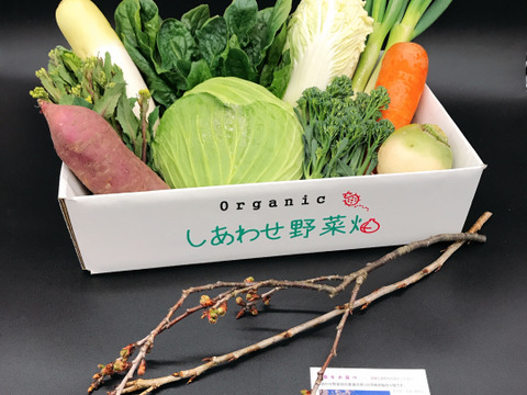 オーガニック野菜セット　有機野菜　Mセット（有機JAS認証取得　JGAP認証　しあわせ野菜畑）