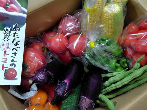 はねだしでお得!!自然栽培お任せ野菜セット