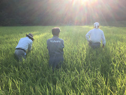 関西方面の方におすすめ！希少種「農林1号」令和４年度　新潟県一之貝産(玄米5ｋｇ)