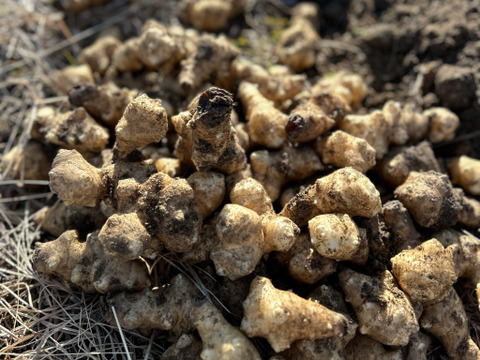 自然の力が詰まったスーパーフード！菊芋（きくいも）