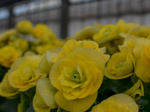 【農林水産大臣賞】１番人気品種のミドルサイズ。お手軽にコスモノアの魅力が楽しめます。エラチオールベゴニア【コスモノア】4.5寸