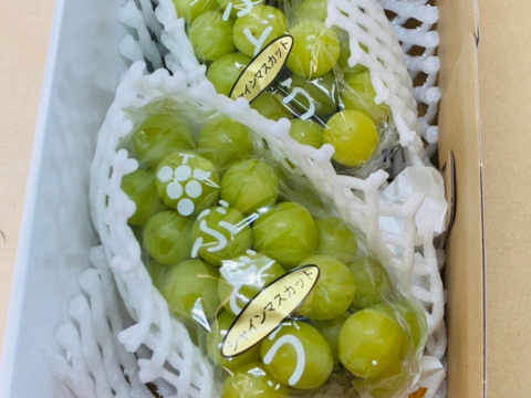 【夏ギフト】✨厳選✨熊本県産甘熟シャインマスカット（約1㎏）【2～3房】