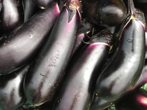 【栄養価が高い】しゅんセット(8〜10品目前後)