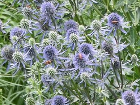 2個セット  エリンジューム ブルーグリッター  ブルーガーデン 宿根草 多年草