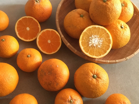 【旬の食べ比べ】自然栽培の甘夏と清見オレンジ   10kg(箱込)和歌山県産