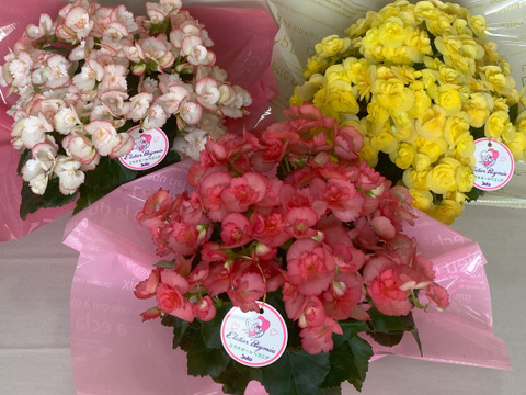 【贈答用】満足感のあるサイズです。贈答品としてもお使いいただけます。エラチオールベゴニア【３鉢セット】4.5寸