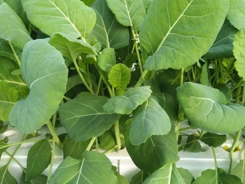 柔らかく苦みが少ない！「ソフトケール」　1kg