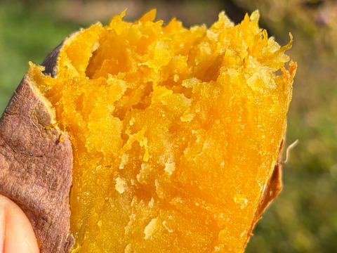 潮風 × 火山灰土が育てたねっとり甘い熟成島さつまいも『安納芋』２kg