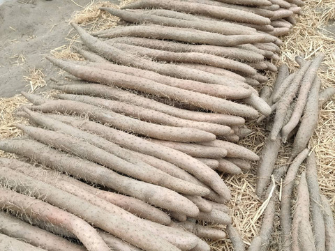 砂丘の恵み！鳥取砂丘“とろける”ながいも 1kg（2本前後）