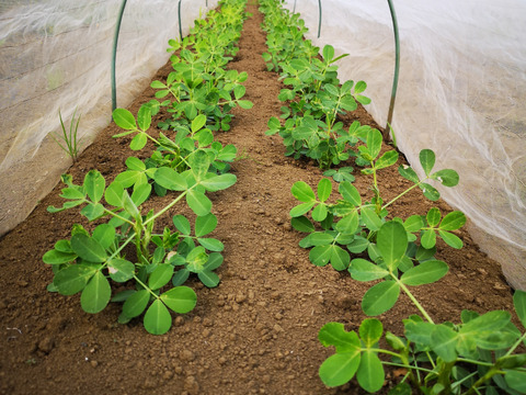 《自然栽培》生落花生　　品種ナカテユタカ　1キロ!!