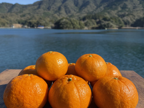 ポンカン&スイートスプリング　栽培期間中農薬不使用 柑橘セット　箱込み1kg　【柑橘食べ比べ】