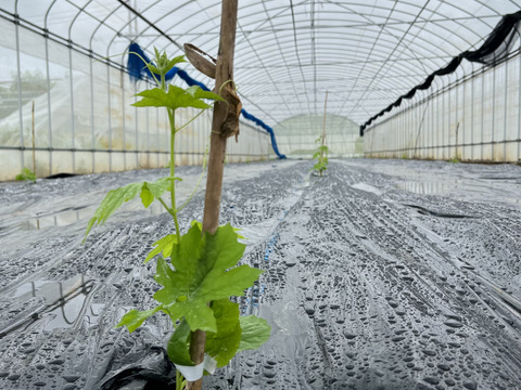 南の島のゴーヤ1kg