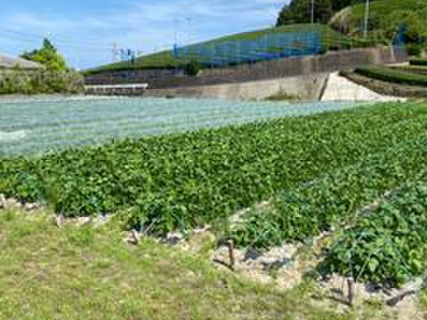 ”畑から採りたて発送”とうもろこし5本＆枝豆3袋（便利なレンチン袋）セット　本州の方限定