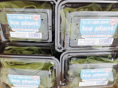 【投稿CP商品】（70g×12パック）【プチっと食感／ほんのり塩味】アイスプラント