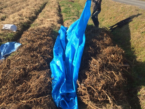 【自然栽培】丹波黒大豆400g★農薬肥料不使用の兵庫県産黒豆 [令和６年産]