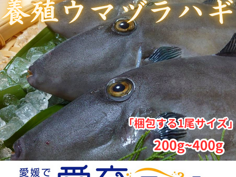 【食べ比べセット】カワハギ2尾＆ウマヅラハギ2尾
