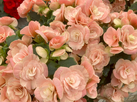 【贈答用】ハイセンスなピギーピンクは希少！エラチオールベゴニア【ビノスソフトピンク】５寸