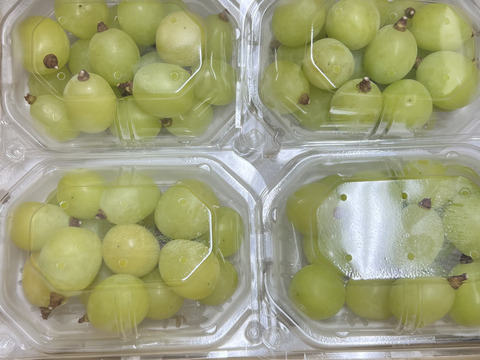 【割引中】シャインマスカット 4パック入り 訳あり  皮ごとガブっと 秋田県産 ハロウィン お菓子 ケーキ プレゼント 誕生日