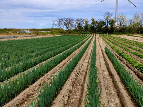 【クール便】たっちゃん農園の白ネギL 10kg程度(1~1.5cm程度)