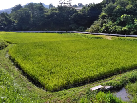 山間地で育った本当においしいもち米 ココノエモチ 2kg【令和7年新米】化学肥料不使用 農薬節減栽培 白米 玄米