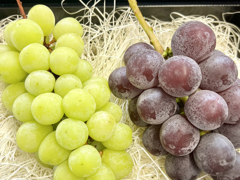 シャインマスカット ピオーネ セット4パック入り  皮ごとガブっと 秋田県産 ハロウィン お菓子 ケーキ プレゼント 誕生日  ギフト お取り寄せ ぶどう 葡萄 パック